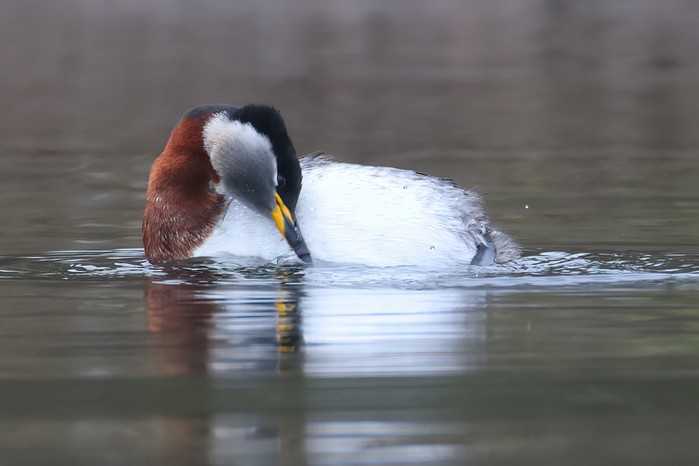 Red-necked Grebe