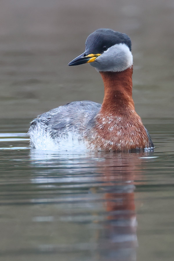 Red-necked Grebe