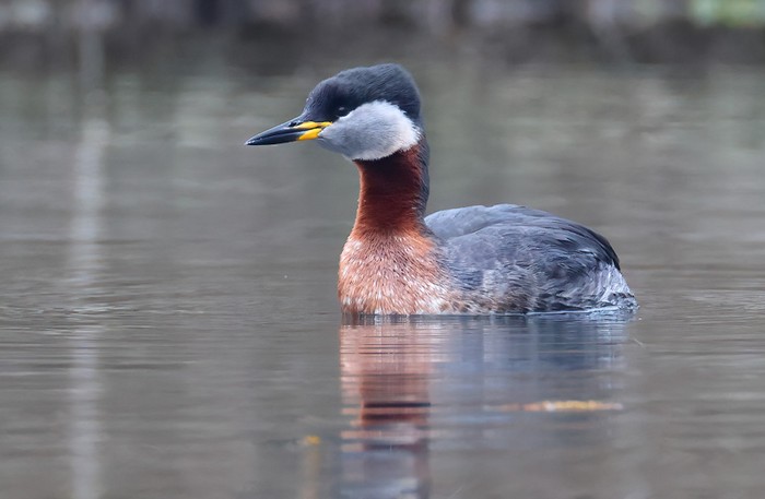 Red-necked Grebe
