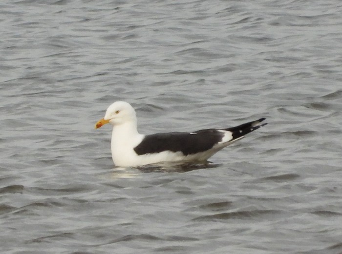 Baltic Gull