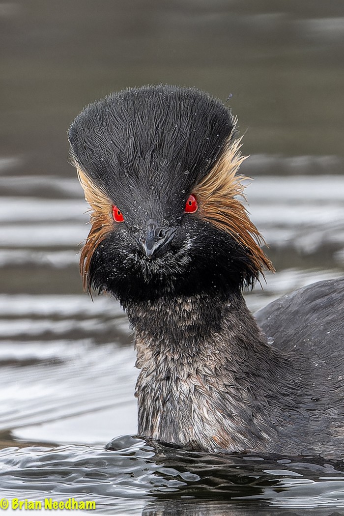 Black-necked Grebe