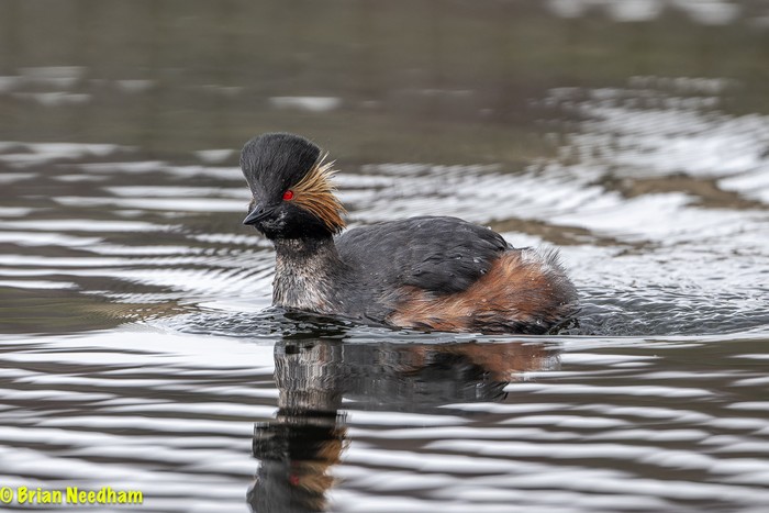 Black-necked Grebe