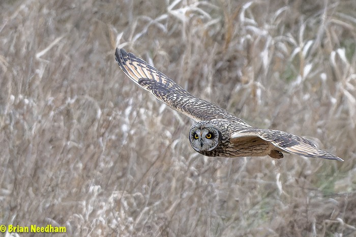 Short-eared Owl
