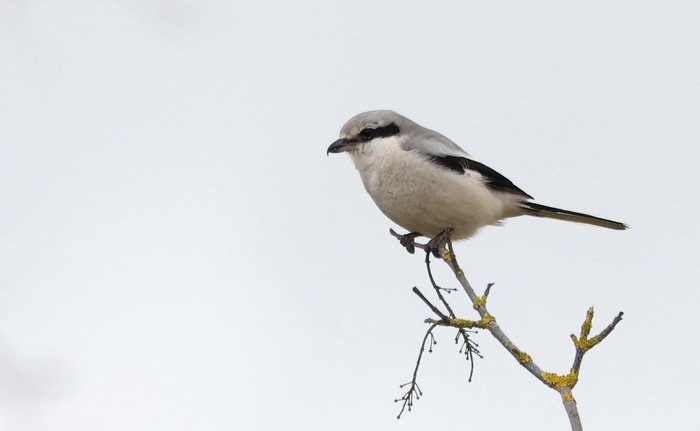 Great Grey Shrike