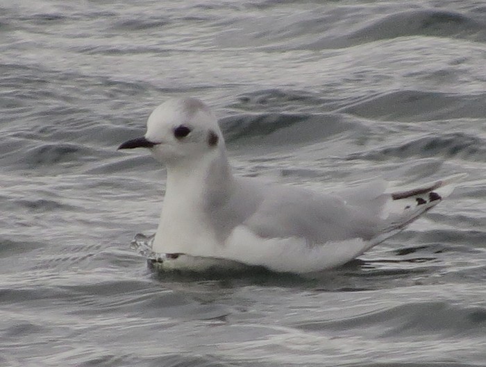 Little Gull