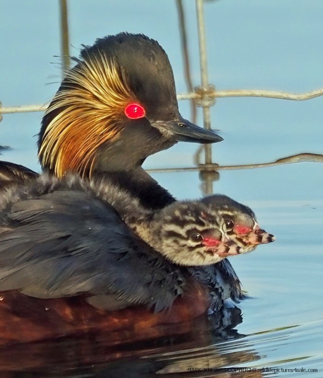 Black-necked Grebe