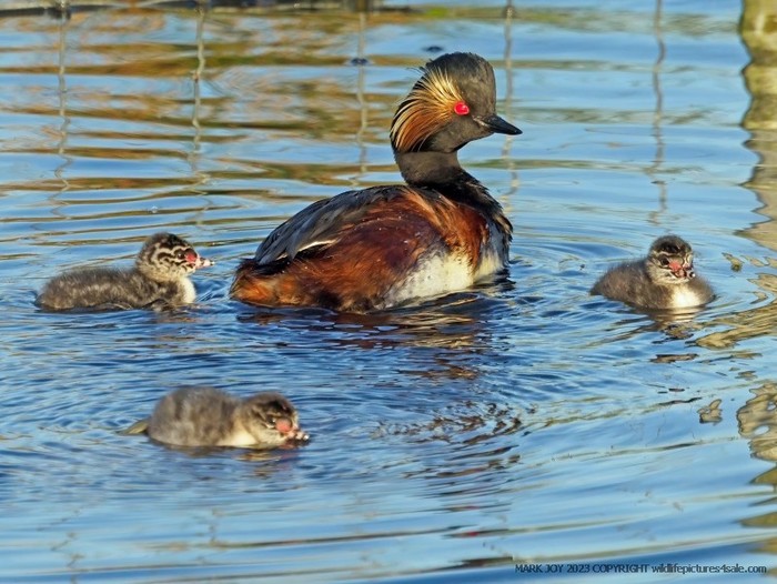 Black-necked Grebe