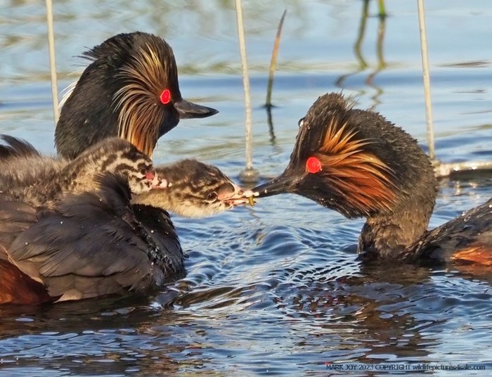 Black-necked Grebe