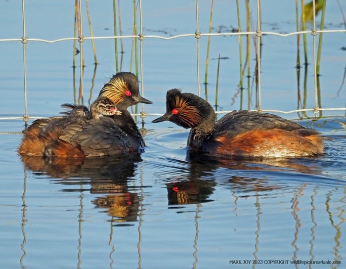 Black-necked Grebe