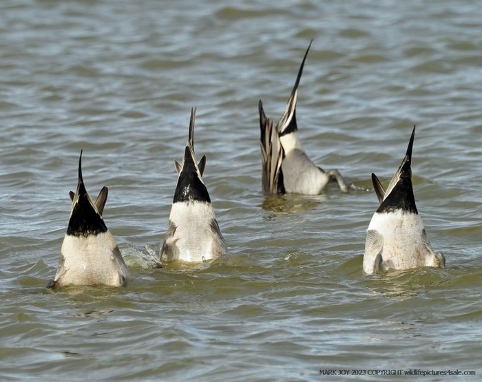 Pintail