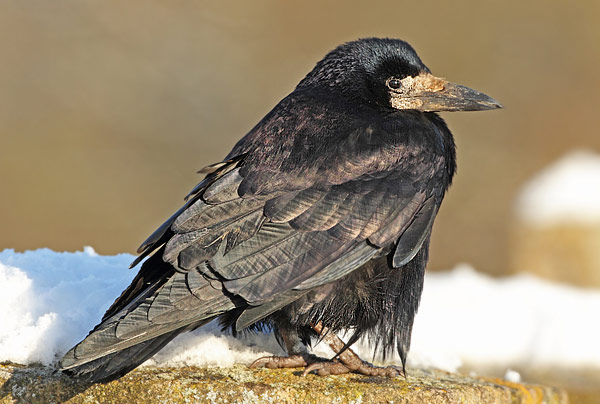 Rook