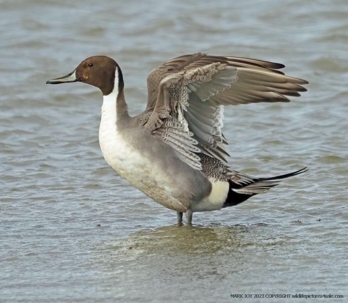 Pintail