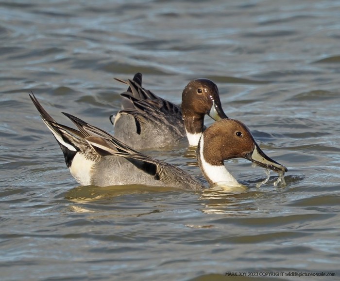 Pintail