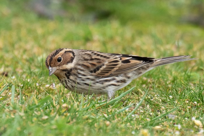 Little Bunting