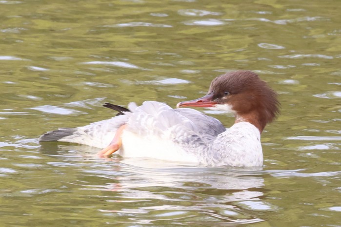 Goosander