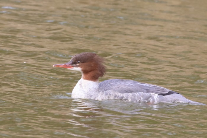 Goosander