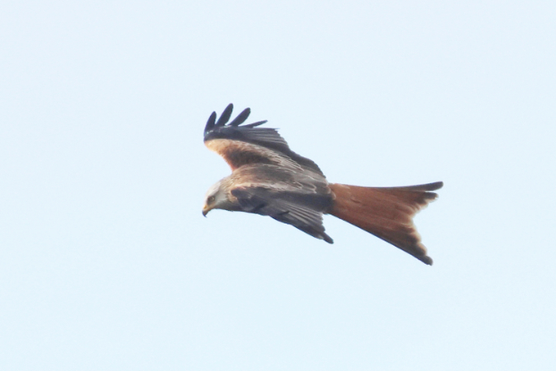 Red Kite