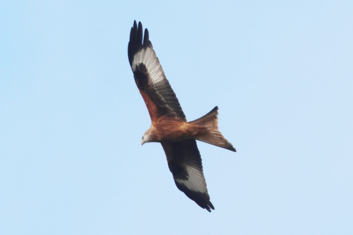 Red Kite