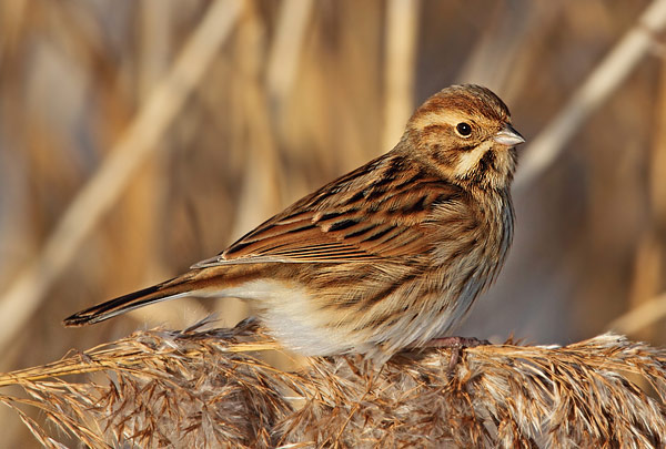 Reed Bunting