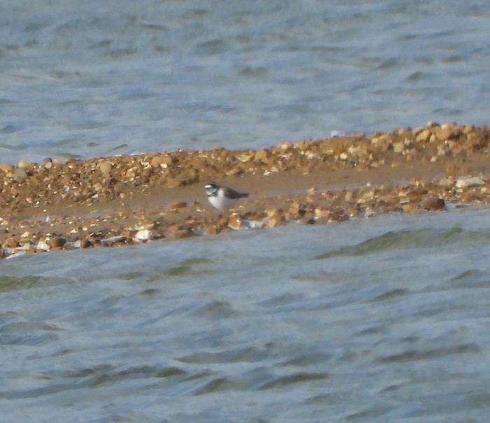 Little Ringed Plover