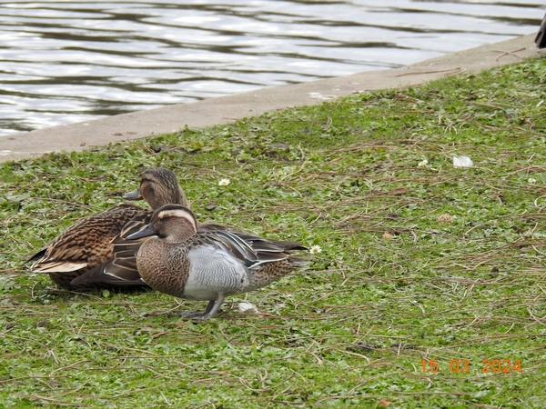 Garganey
