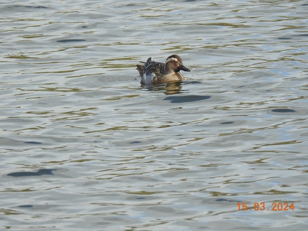 Garganey
