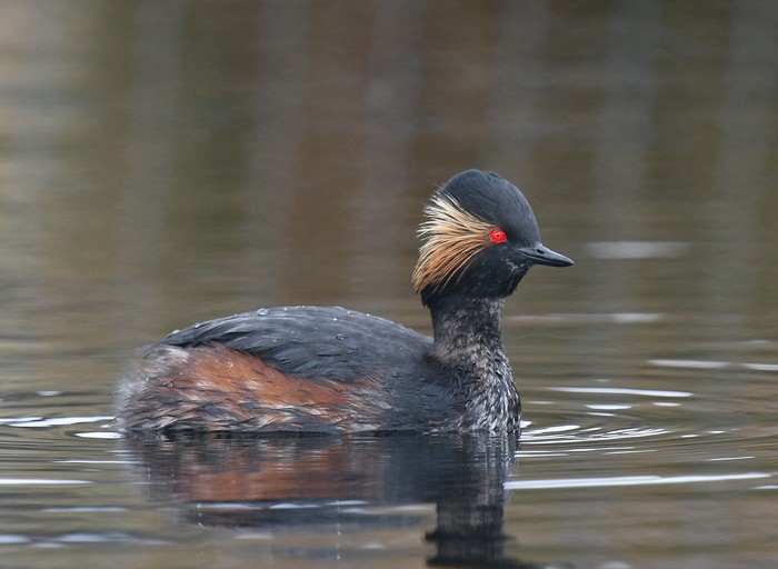 Black-necked Grebe
