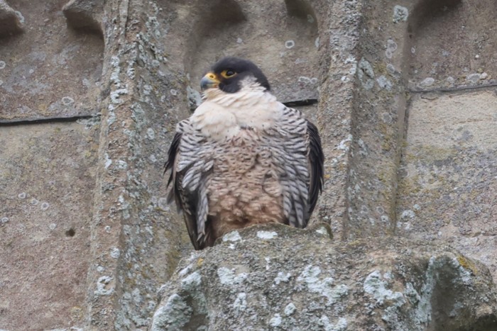 Peregrine
