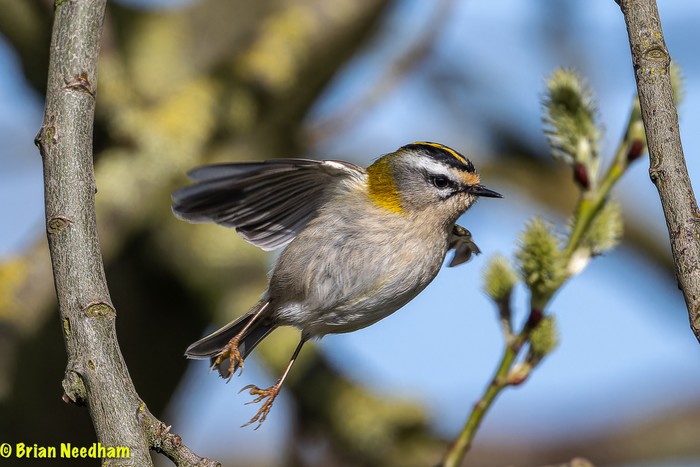 Firecrest