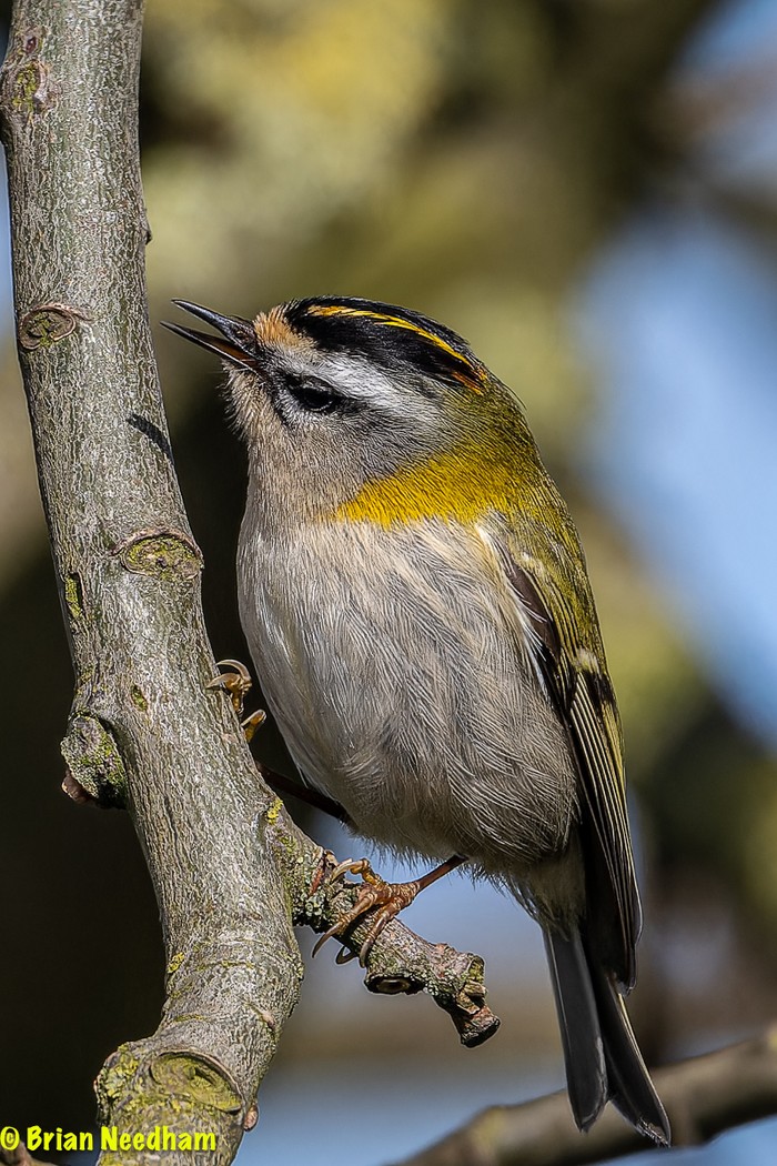 Firecrest