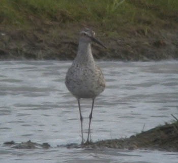 Stilt Sandpiper