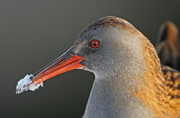 Water Rail