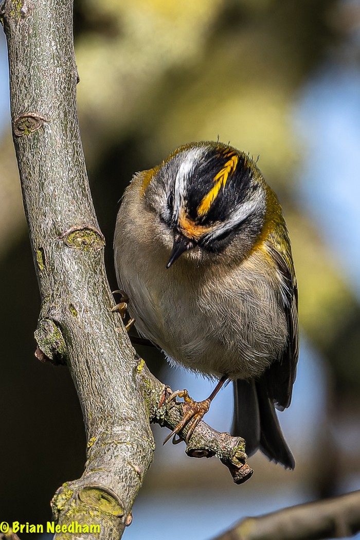 Firecrest