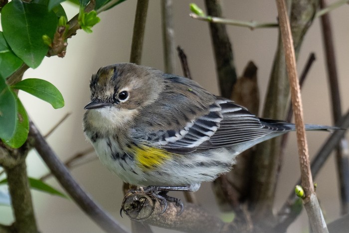 Myrtle Warbler