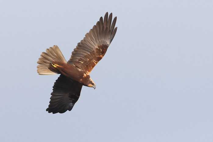 Marsh Harrier