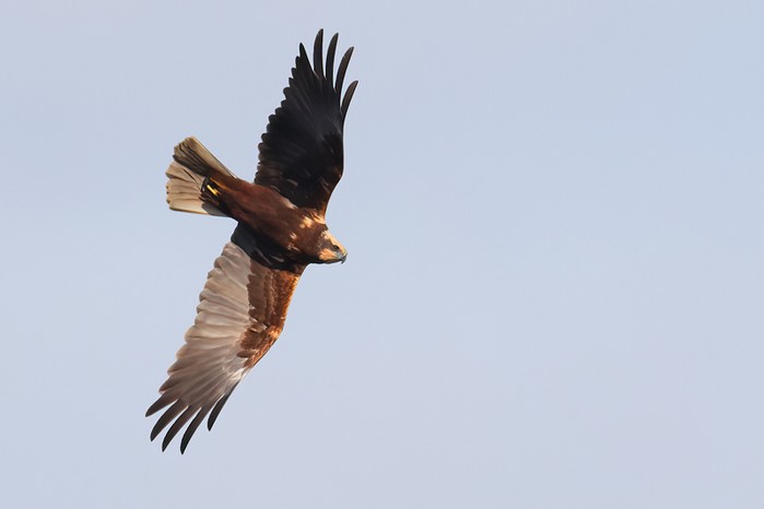 Marsh Harrier