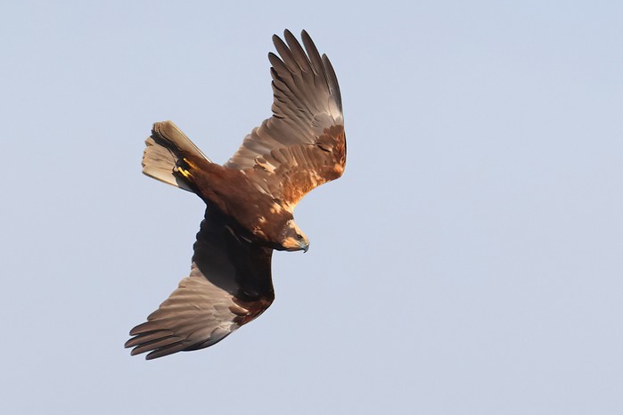 Marsh Harrier
