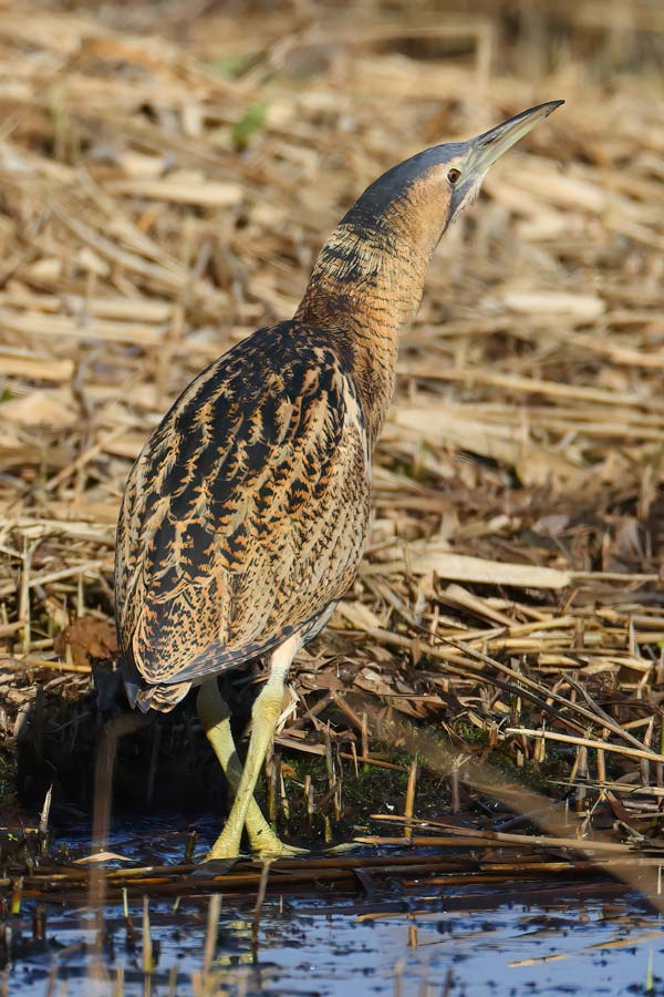 Bittern