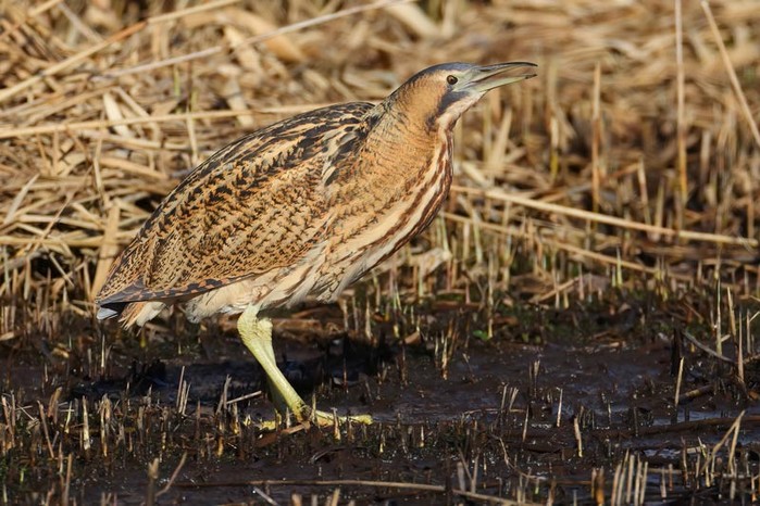 Bittern