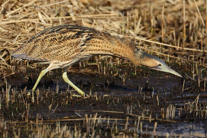 Bittern