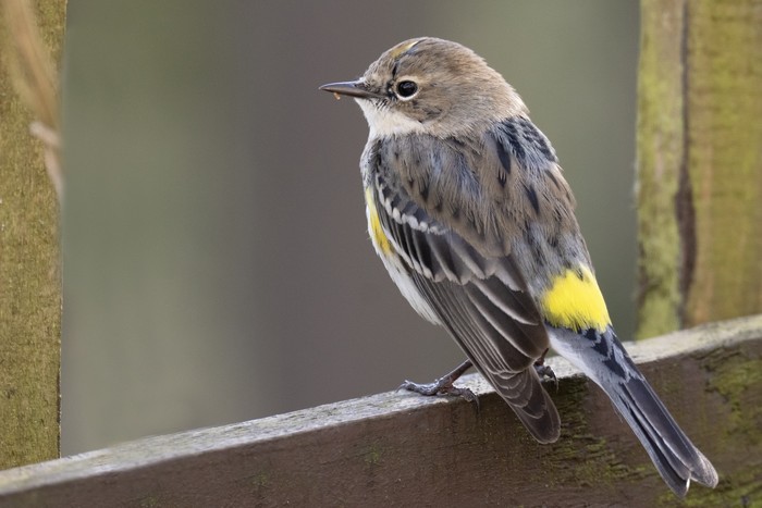 Myrtle Warbler