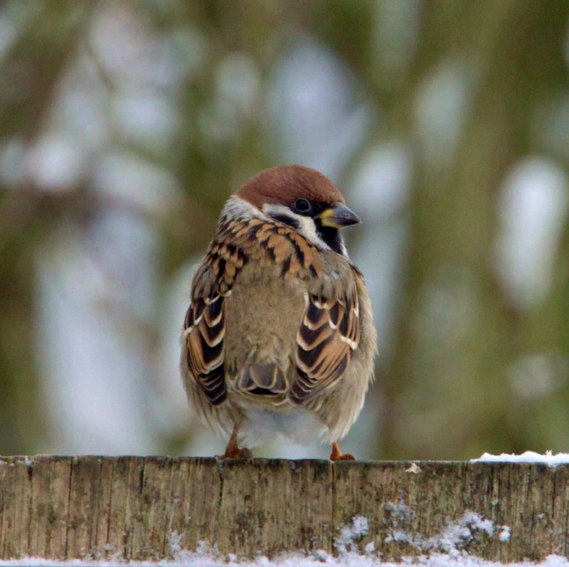 Tree Sparrow