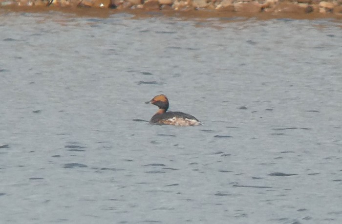 Slavonian Grebe