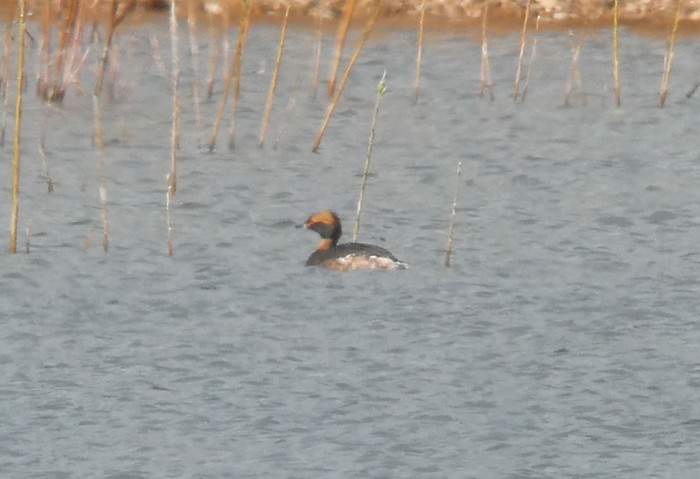 Slavonian Grebe