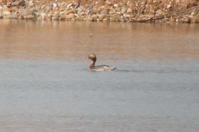 Slavonian Grebe