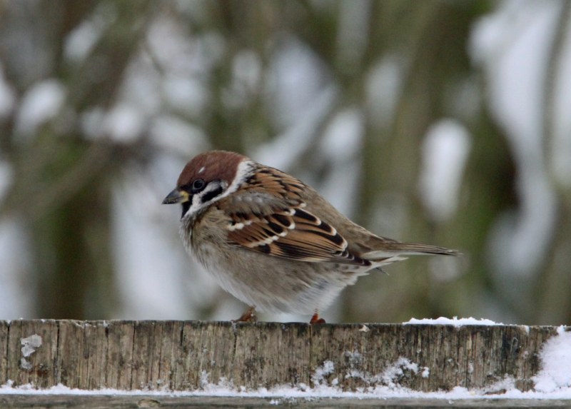 Tree Sparrow