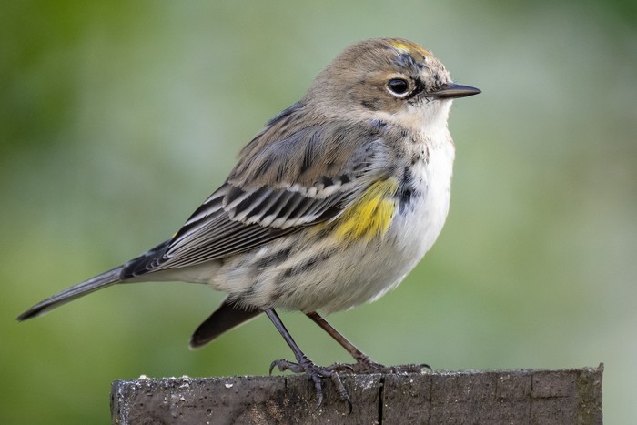Myrtle Warbler