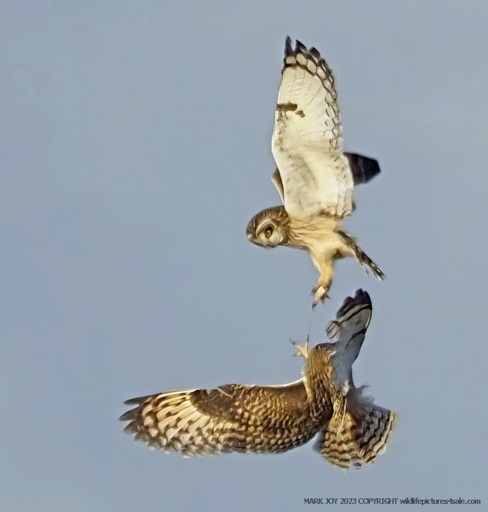Short-eared Owl