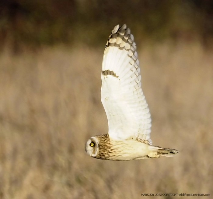 Short-eared Owl