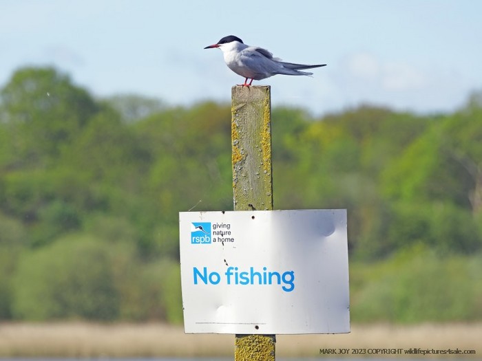Common Tern
